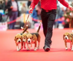 EXPOSITIONS CANINES – NATIONALE et INTERNATIONALE 